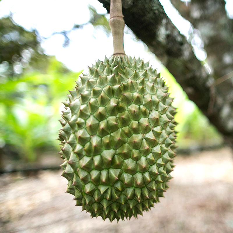 durian fruit