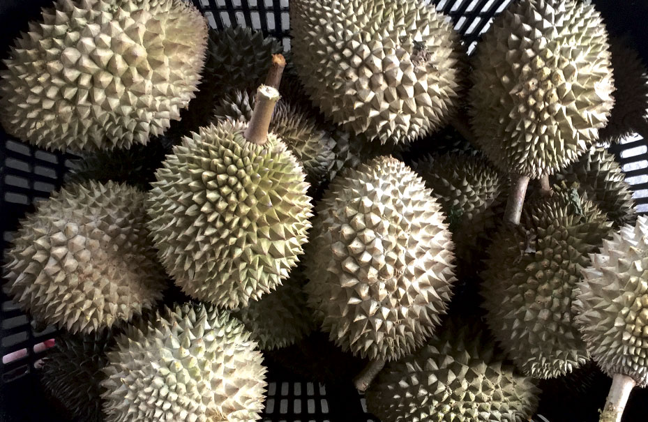 Half Day Pass - Bao Sheng Durian Farm